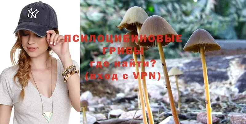 Галлюциногенные грибы Psilocybe  продажа наркотиков  Всеволожск 